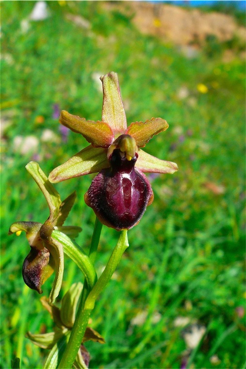 Ophrys , Orchis e ibridi - Orchidee cittadine II